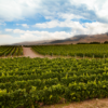Bodegas y Vinos Finca Los Maza