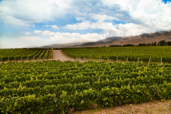 Bodegas y Vinos Finca Los Maza - Imagen 3