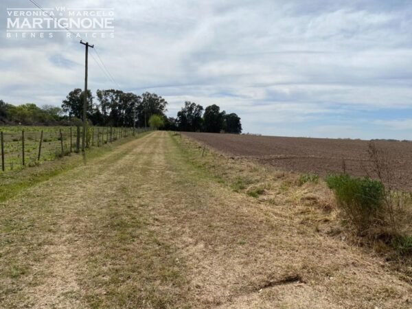 Campo De 12 Has En Venta Entre Torres Y Carlos Keen - Imagen 2