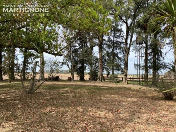 Campo De 12 Has En Venta Entre Torres Y Carlos Keen - Imagen 3