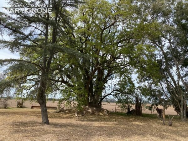 Campo De 12 Has En Venta Entre Torres Y Carlos Keen - Imagen 4