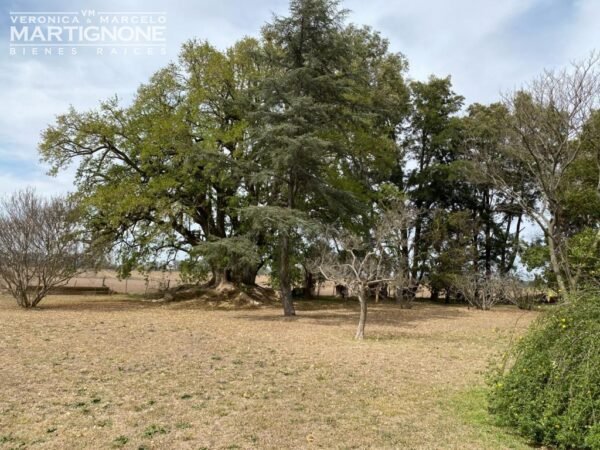 Campo De 12 Has En Venta Entre Torres Y Carlos Keen - Imagen 6