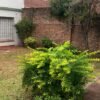Arenales al 1200