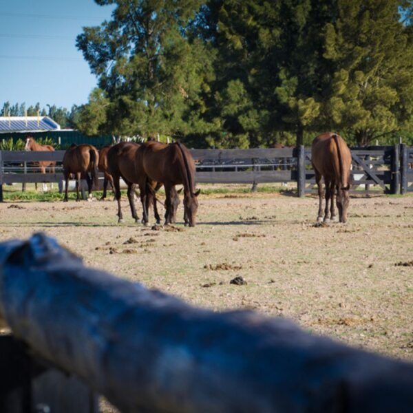 LOTE B° Cerrado Area 60 La Victoria, Brandsen, Bs. As. - Imagen 6