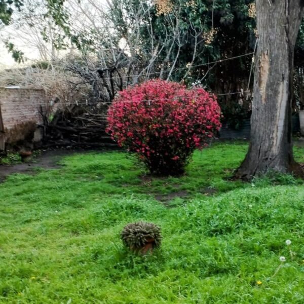 CASA 2 amb en Chivilcoy, Bs. As. - Imagen 6