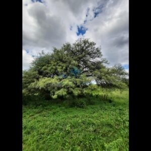 VENTA-3 HECTÁREAS-LAS VERTIENTES DE LA GRANJA