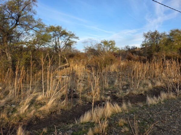 TERRENO EN ENTORNO NATURAL CON ENERGÍA ELÉCTRICA - Imagen 2