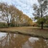 LOTE 8 CORNAMUSA